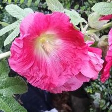 Profile Picture of Victor Armstrong (@ArmstrongVS29) on Twitter