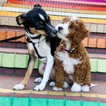 Profile Picture of ℝ𝕒𝕥𝕔𝕙𝕚 & 𝔽𝟙𝕓 ℂ𝕒𝕧𝕒𝕡𝕠𝕠 (@mochimunchosaurus) on Instagram