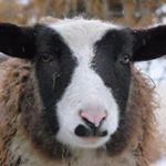 Profile Picture of Jason Glover (@ian.loew98) on Instagram