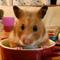 Profile Picture of Nadia Urai (@nadia-urai) on Quora