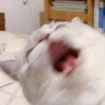 Profile Picture of julian David Salinas cuellar (@n_otitas.video) on Instagram