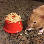 Profile Picture of Big Chunga’s (@david_vlogs_hamstera) on Instagram