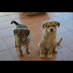 Profile Picture of Rubén James Dougall van Kommer (@ruben_james005) on Instagram