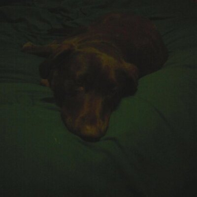 Profile Picture of Dan Tipton (@fordrangr) on Twitter