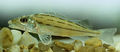 Profile Picture of Schraetzeron Wikipedia