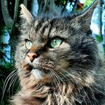 Profile Picture of Bradley, Abby, Quentin & Lenora (@sirbradley_ladyabby) on Instagram