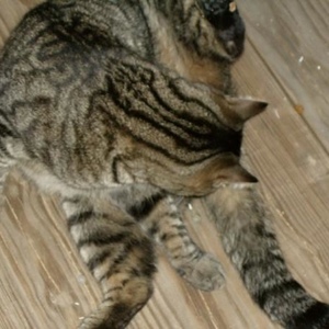 Profile Picture of Jason Piston (@thore3577) on Myspace