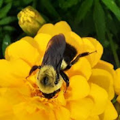 Profile Picture of Mary Del Guidice (@MaryDg1123) on Youtube