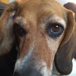 Profile Picture of Ginger Snap Sampson (@ginger.the.beagle) on Instagram