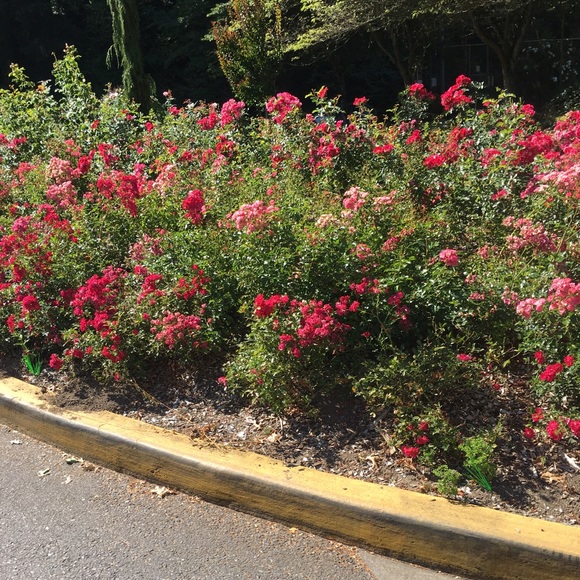 Profile Picture of Breanna Galaviz (@ngalaviz2) on Poshmark