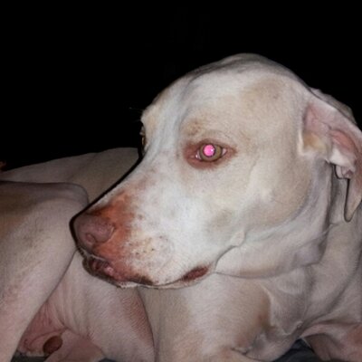 Profile Picture of Michelle Holcombe (@Jakepug4100) on Twitter