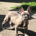 Adrian Crooks - Instagram Profile Picture of Adrian Crooks (@beefy002) on Instagram