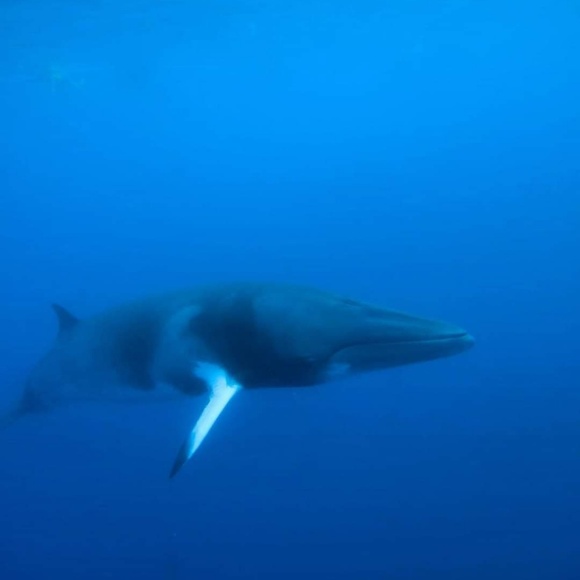 Profile Picture of Joanne Smith (@jojinator10) on Poshmark