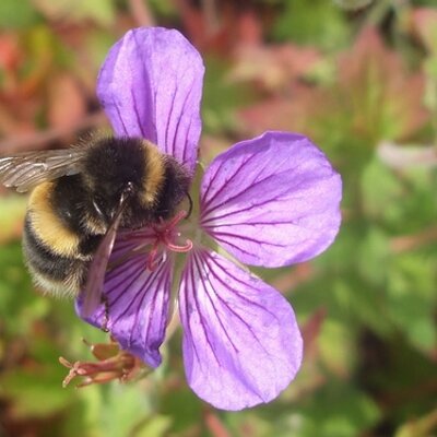 Profile Photo of Edible Flowers  🐝 (@JanBillington) on Twitter