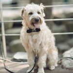 Profile Picture of Terry Choi (@terry_the_iscwterrier) on Instagram