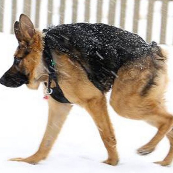 Profile Picture of Cassi Ruschmeyer (@cassi_rusch346) on Poshmark