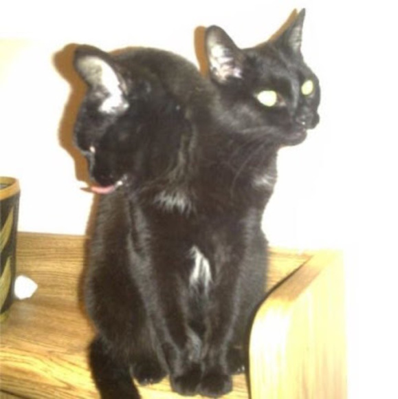 Kaila Bortot - Poshmark Profile Picture of Kaila Bortot (@misfitsenjoyer7) on Poshmark