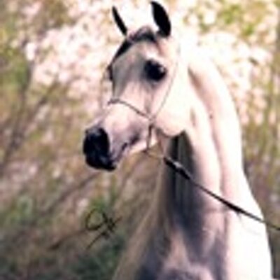 Profile Picture of Latisha Jones (@lovemyhorse) on Twitter