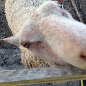 Profile Picture of Tom Bernet (@tombernet7072) on Youtube