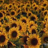 Profile Picture of Pam Boyer (@pam-boyer-11) on Quora