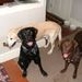 Profile Picture of Craig Ruginski (@cragger) on Pinterest