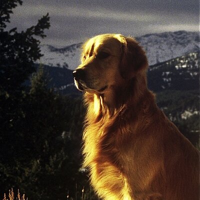 Profile Picture of Todd Tanner (@CastingWest) on Twitter