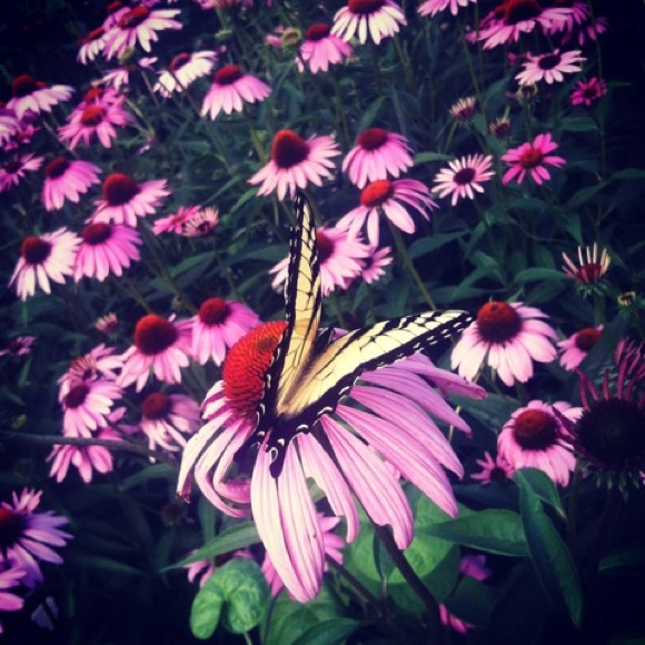 Profile Picture of Meredith Gensch (@mgensch) on Poshmark