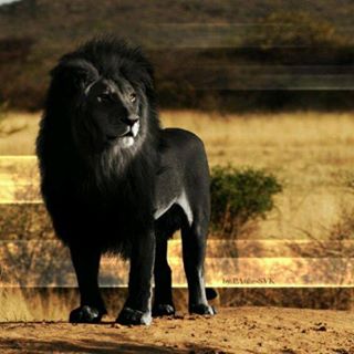 Profile Picture of Luis Areas (@luis.areas.54) on Facebook