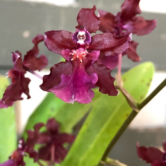 Profile Picture of Janeth Felix (@janysol1) on Poshmark