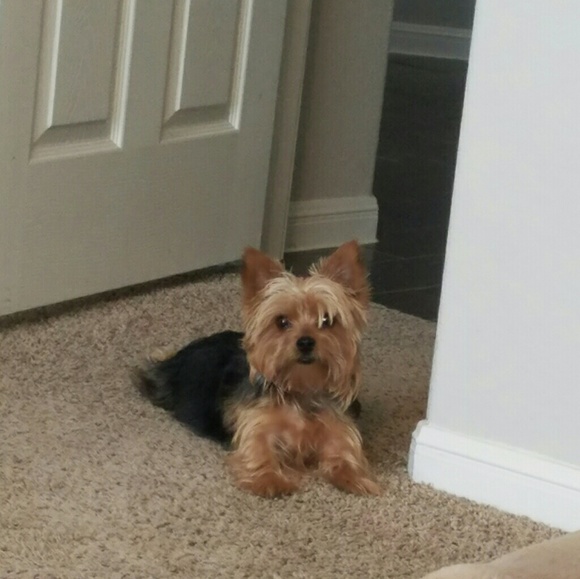 Profile Picture of Cheyenna Wixom (@chywixom8) on Poshmark