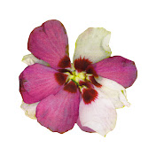 Profile Picture of David Altman (@davidaltman7523) on Youtube