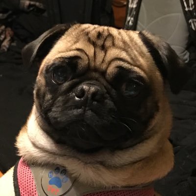 Profile Picture of Randle (@colin_haviland) on Twitter