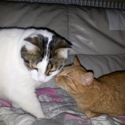 Profile Picture of Richard Cecile (@IdeLaf18) on Twitter