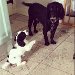 Profile Picture of Moses & Otto & Harry (@ottoandmo) on Instagram