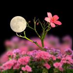 Profile Picture of bahar_boushehri (@bahar_boushehri8) on Instagram