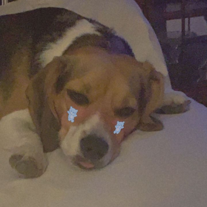 Profile Picture of Carly_softball13 (@carly_cegielski_) on Tiktok