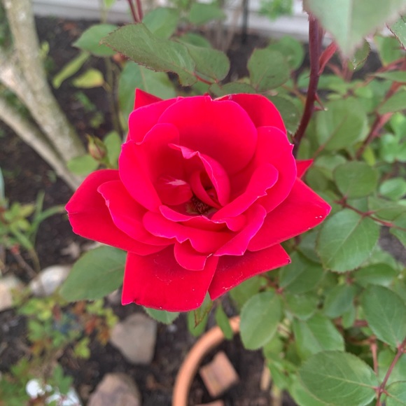 Profile Picture of Venice Passafiume (@vpassa) on Poshmark