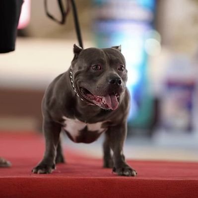 Profile Picture of Owen Perez (@owengperez) on Twitter