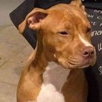 Profile Picture of Dillon sutton (@suttondillon07) on Instagram