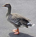 Profile Picture of Taiga bean gooseon Wikipedia