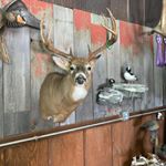Profile Picture of Aaron Hottmann (@the_elusive_outdoors) on Instagram