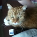 Profile Picture of Connor Melanson (@riverviewsharks_05) on Instagram