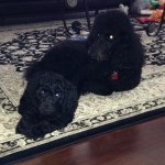 Profile Picture of Blake McMurray (@russell_and_reggie_the_dog) on Instagram