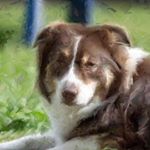 Profile Picture of aprilscofield (@australian_shepherd_dogg) on Instagram