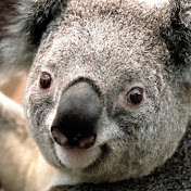 Profile Picture of Kareem Bishop (@BadBoyTigga) on Youtube