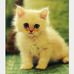 Profile Picture of Linda Sadek (@linda.sadek.31) on Facebook