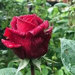 Profile Picture of jAMAL RASHED (@rashed_jamal_2) on Instagram