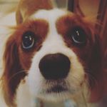 Profile Picture of Sophie Grace Jorgensen (@sophie_the_cavalier_pup) on Instagram