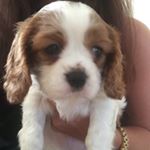 Profile Picture of Stephen Rowland (@rowlandrat1) on Instagram