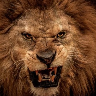 Profile Picture of Benny Sandoval (@bennys819) on Twitter